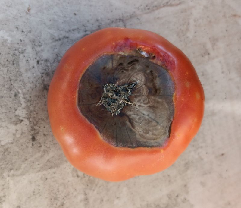 The leathery spot points first to blossom-end rot