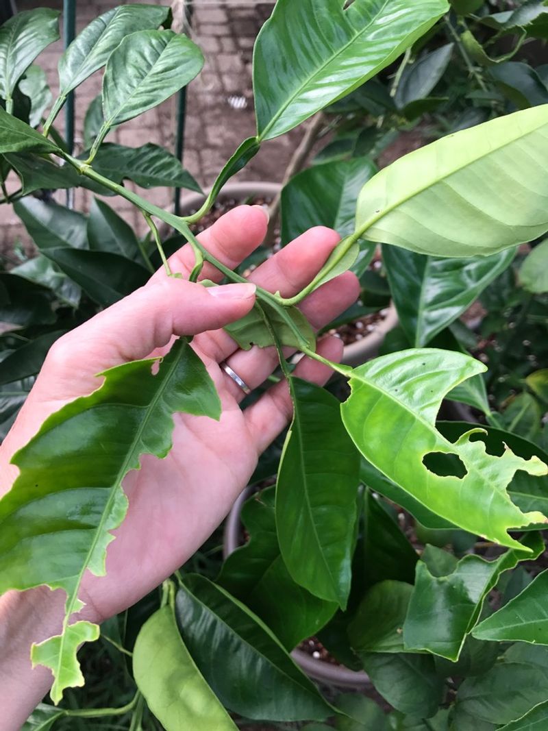 The leaves and fruit—not the volume—set the damage threshold