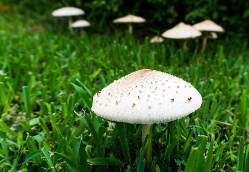 The limited lawn clue behind sudden white mushrooms