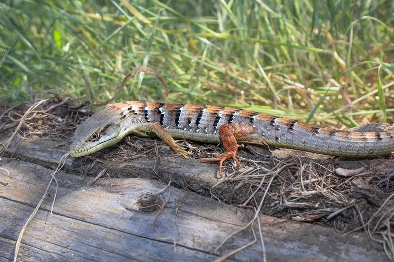 The lizard in your yard may be a native California neighbor