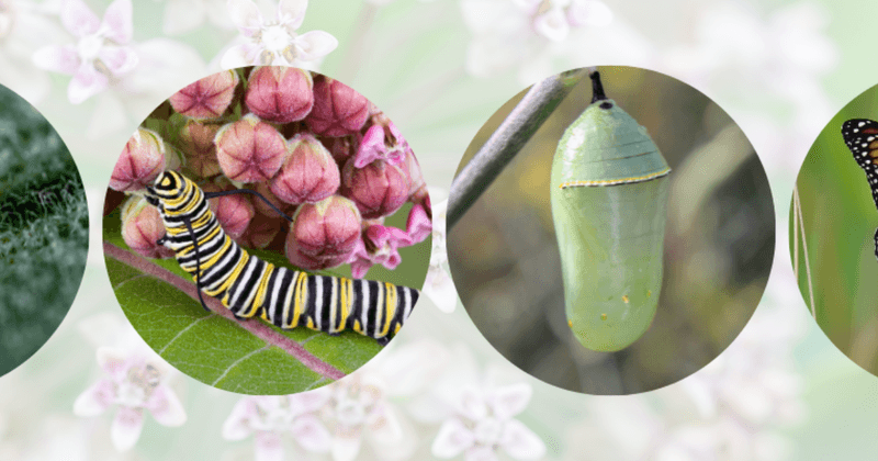 The missing butterflies may be between visible stages