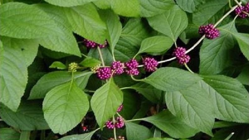 The mosquito study examined leaf compounds, not a living fence-line shrub
