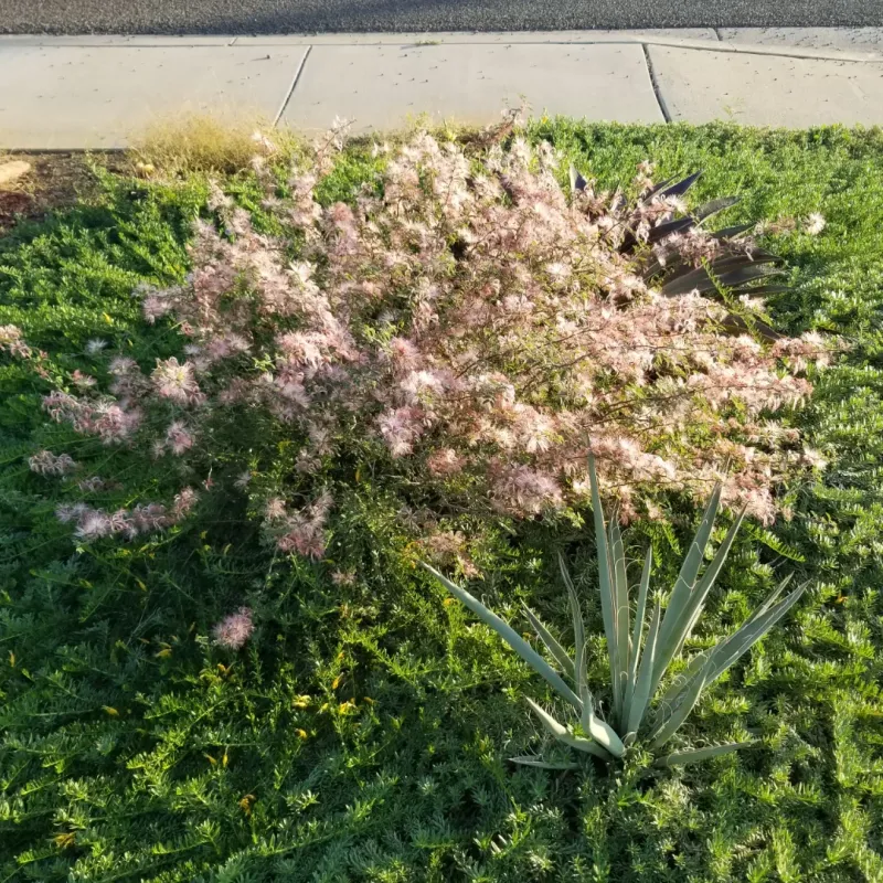 The native-plant promise does not hold up