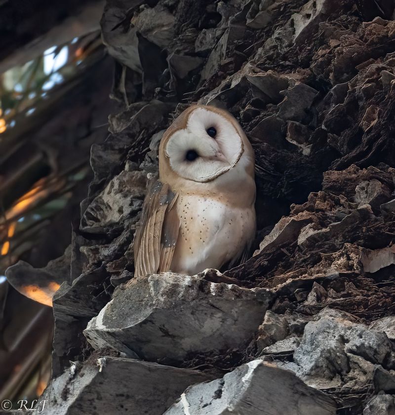The nest may sit in your yard while the hunting happens elsewhere