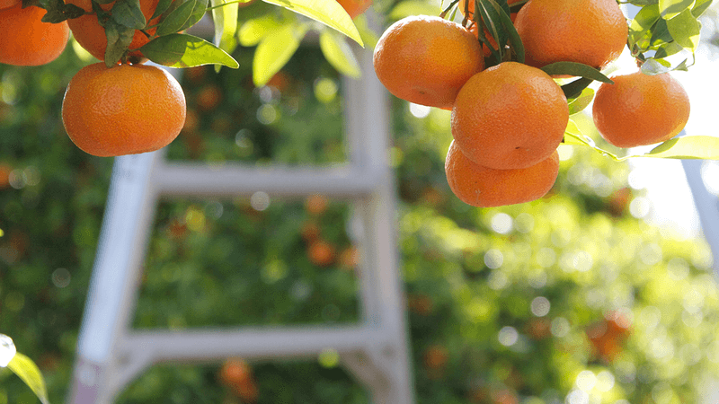 The next harvest depends on more than one fall decision The next harvest depends on more than one fall decision