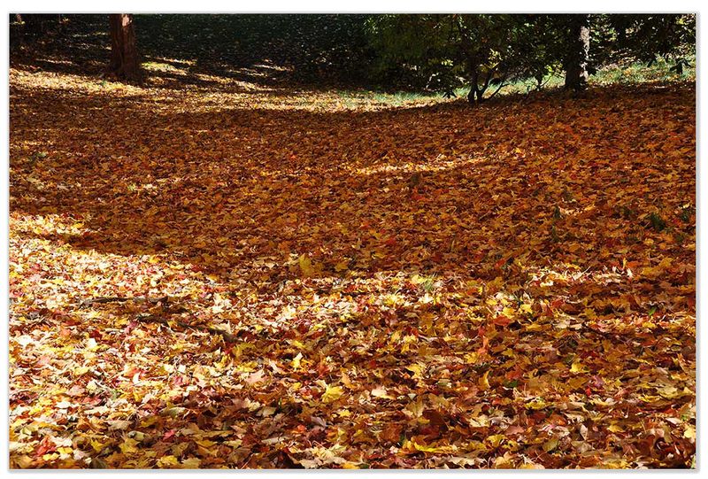 The nuisance claim grows stronger when leaves are part of a larger problem