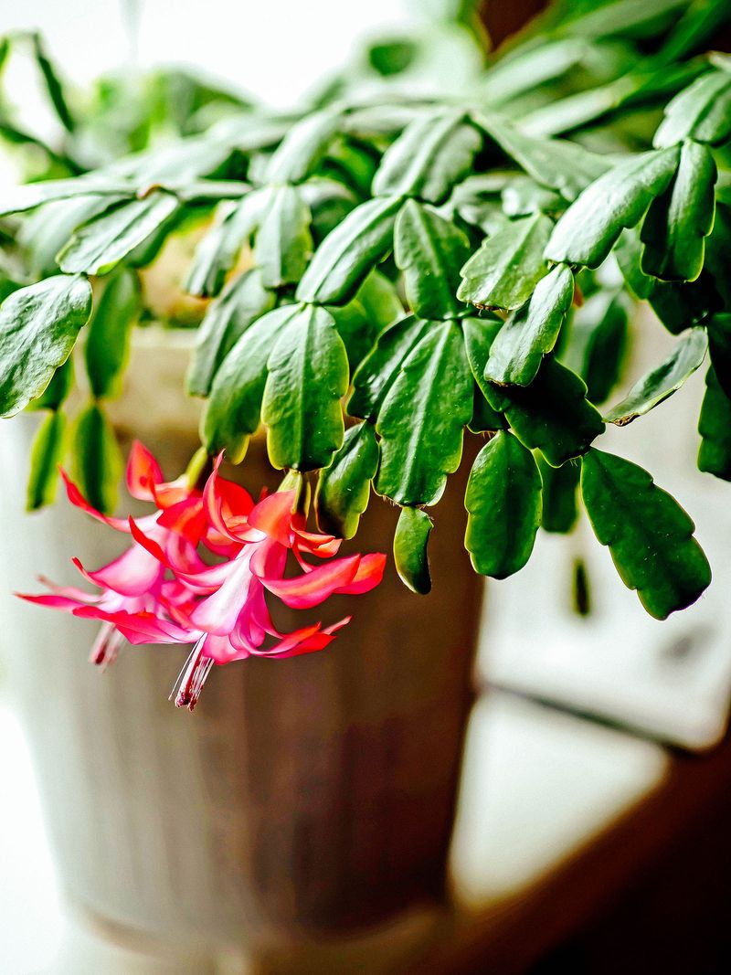 The one summer move helps only when the plant is healthy The one summer move helps only when the plant is healthy