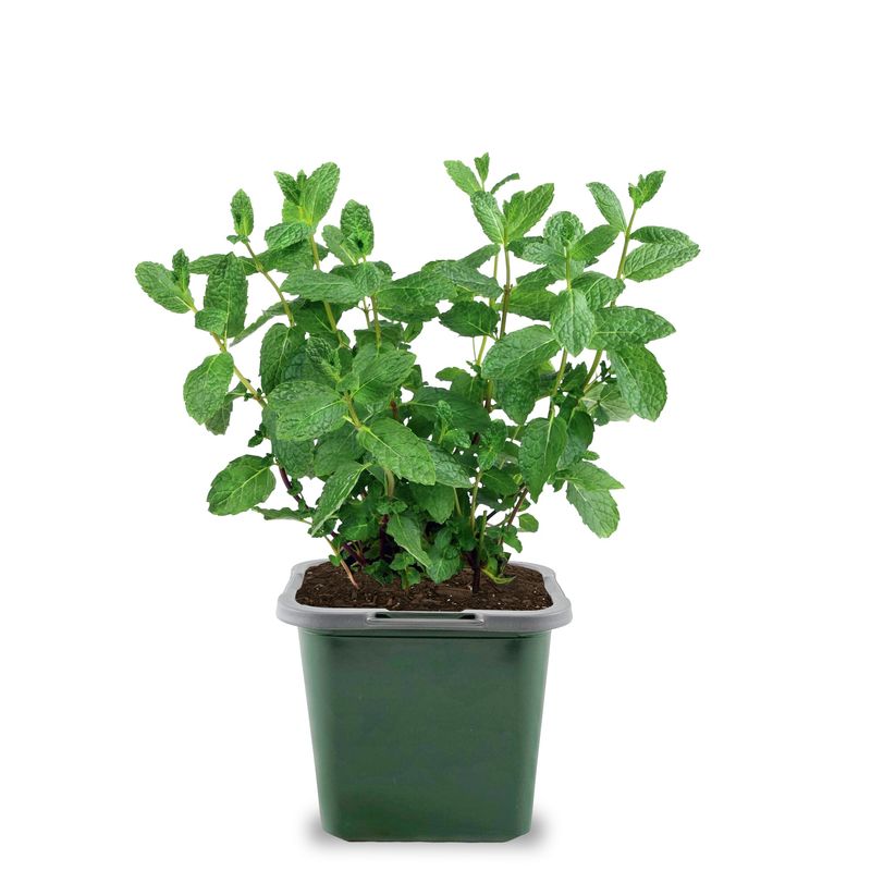 The original headline overstates what spearmint can do