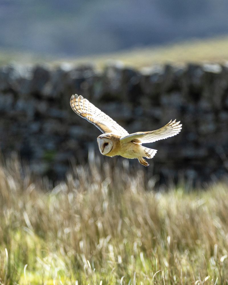 The owl points to usable habitat, not a rodent census
