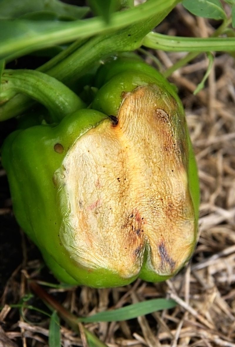 The patch’s position and texture point to sunscald