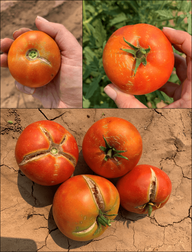 The pattern helps separate growth cracks from other damage