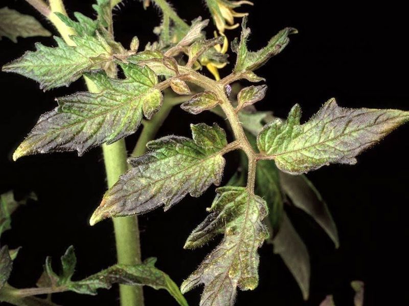 The pattern tells you when disease deserves attention The pattern tells you when disease deserves attention