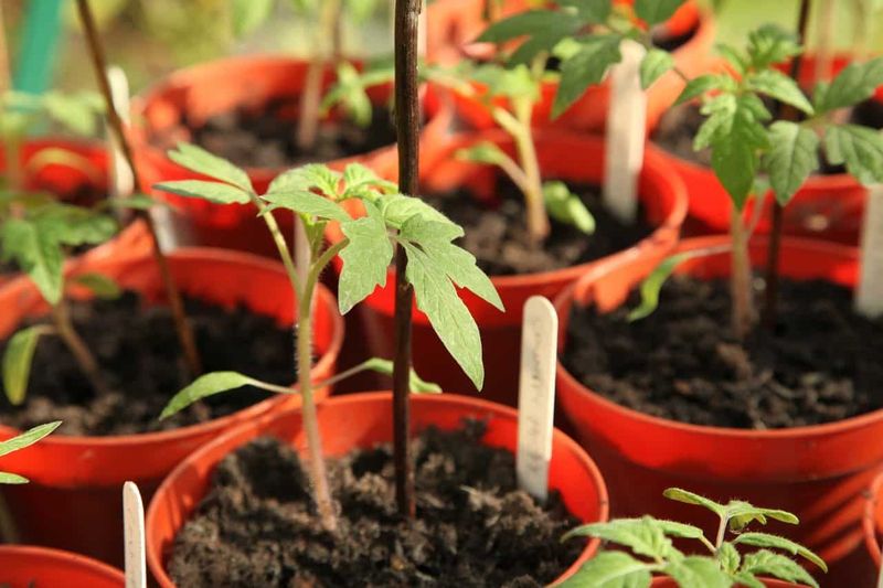 The pause may be establishment stress, not crop failure