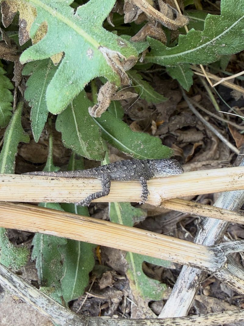 The pest-control evidence is useful but limited