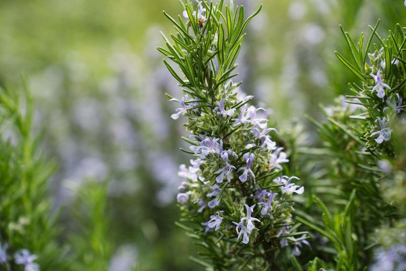 The plant’s chemistry and structure can add combustible fuel