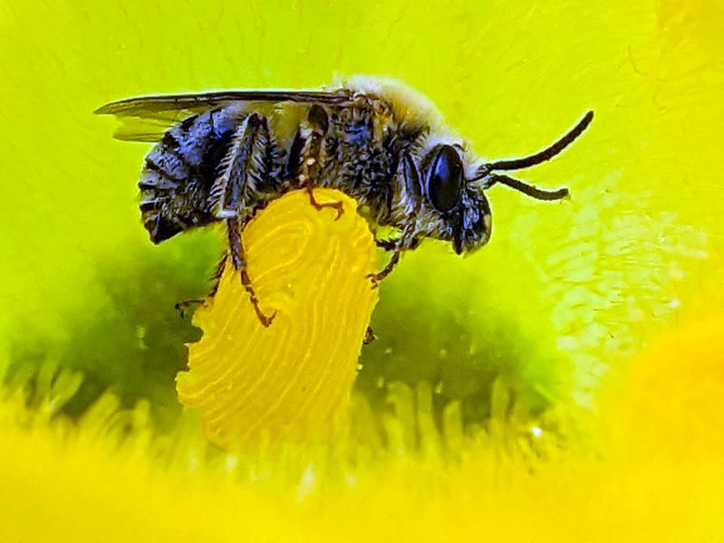 The pollination window lasts only one morning