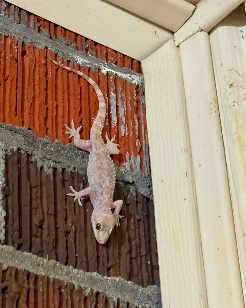The porch geckos are usually introduced house geckos