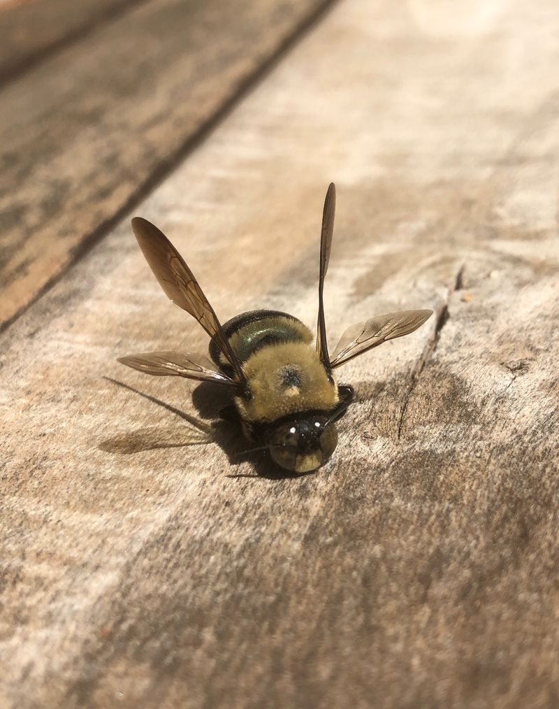 The porch offers accessible nesting wood; nearby flowers mainly offer food