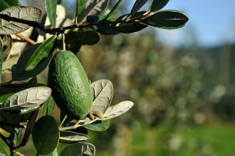The practical case for giving feijoa a second look