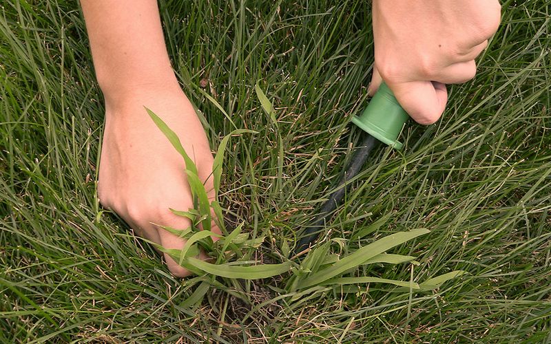 The practical fix combines turf repair with seasonal prevention