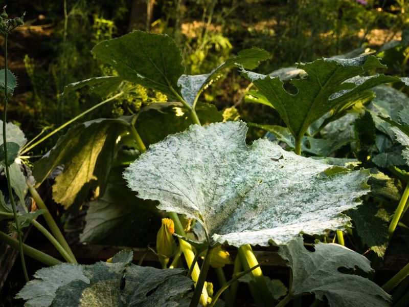 The practical verdict for a crisp late-summer zucchini