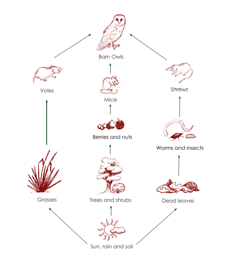 The prey list includes more than the rodents you notice