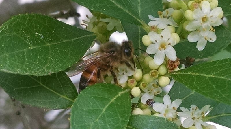 The quiet spring flowers give bees a seasonal resource The quiet spring flowers give bees a seasonal resource