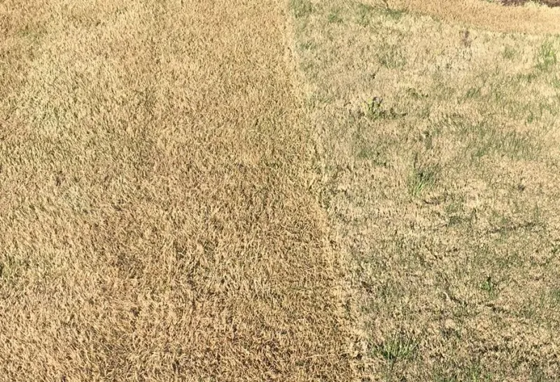 The real mistake is catch-up mowing