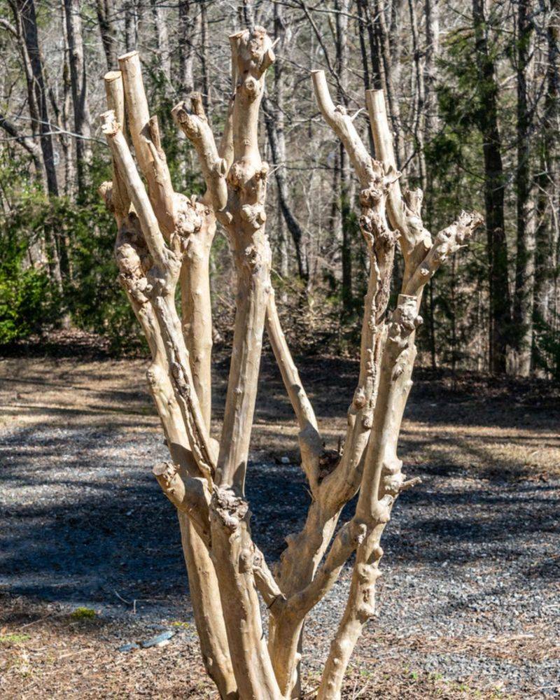 The real pruning problem is topping, not a missed date