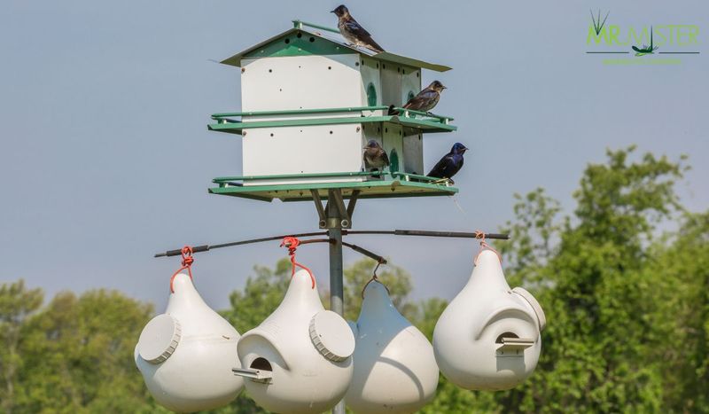 The right house is a managed structure, not a decorative birdhouse The right house is a managed structure, not a decorative birdhouse