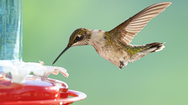 The risk begins when sugar water sits too long