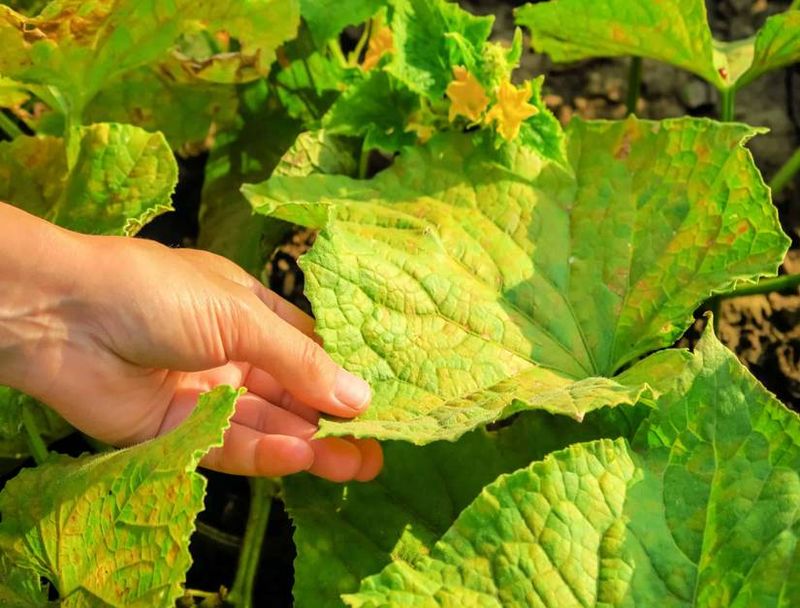 The risky habit is keeping cucumber foliage wet The risky habit is keeping cucumber foliage wet