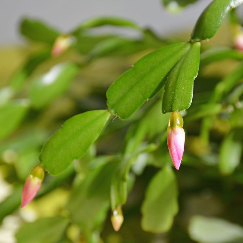 The risky timing comes while buds or flowers remain