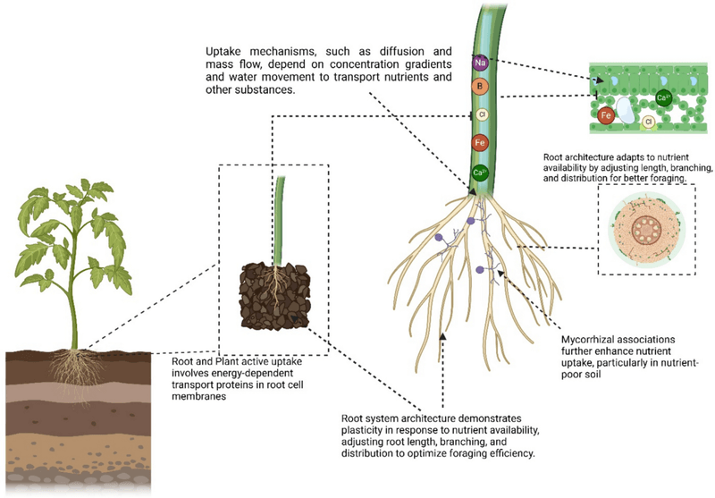 The root zone often determines phosphorus access The root zone often determines phosphorus access