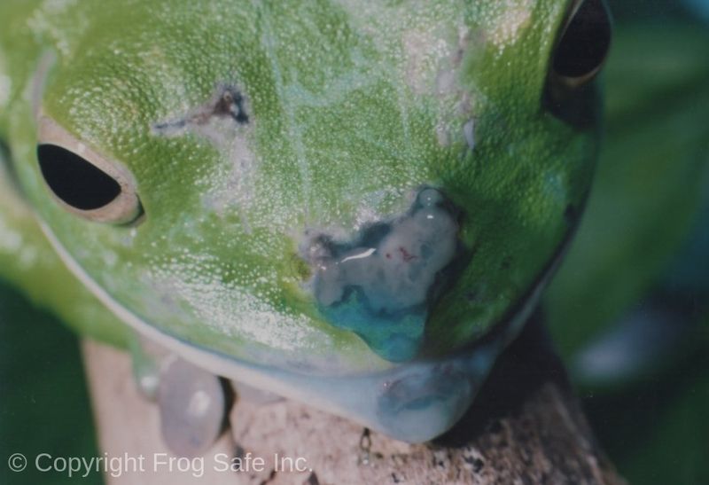The safest frog-friendly choice is less chemical exposure and less handling