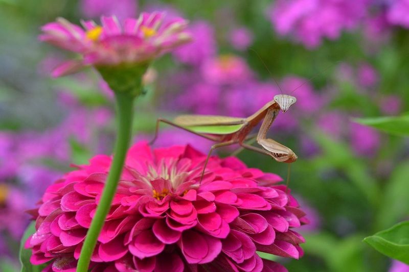 The same mantis may hunt pollinators and other garden allies
