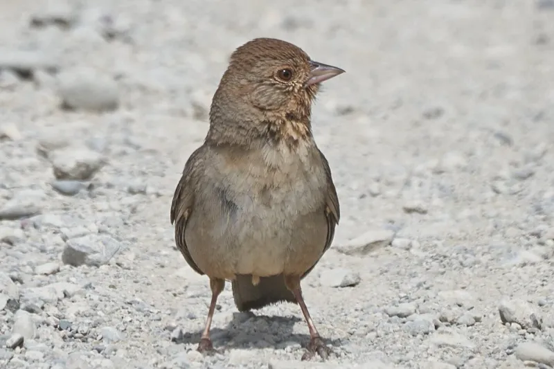 The scratching reveals a mixed diet, not a weed-control service