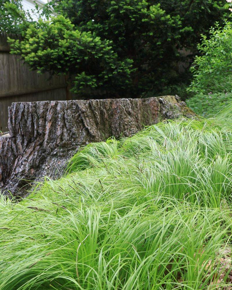 The sedge can reduce open soil, but it will not erase weeds
