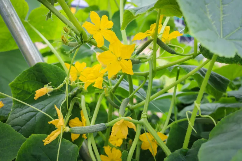 The seed packet can change the diagnosis
