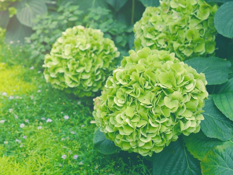 The sepal changes that make an old bloom look green