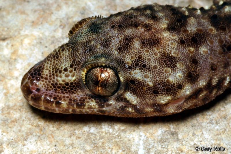 The small lizard on the wall is often a Mediterranean house gecko