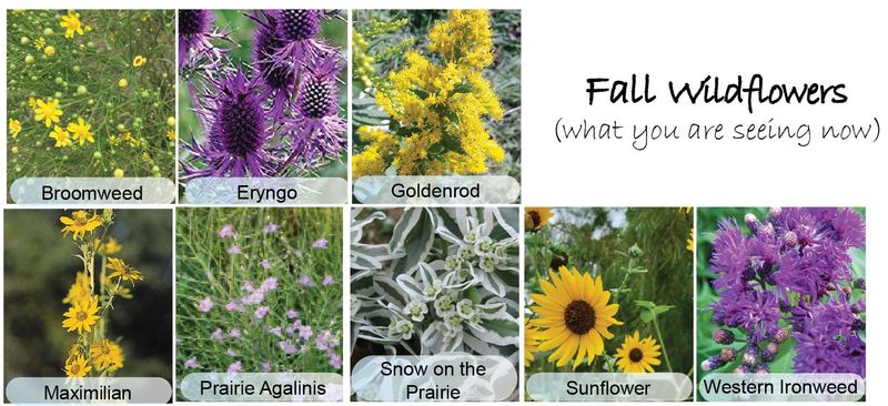 The “snow” comes from bracts, not petals The “snow” comes from bracts, not petals