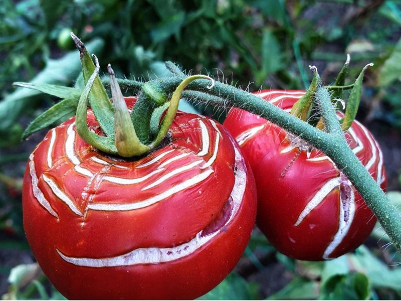 The split starts when the fruit expands faster than its skin can stretch