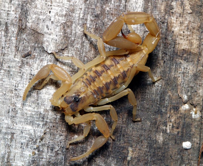 The striped bark scorpion is a strong first possibility