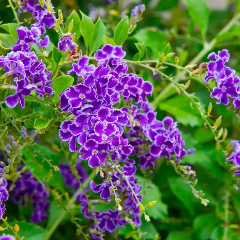 The strongest match is golden dewdrop—not a verified native HOA shrub