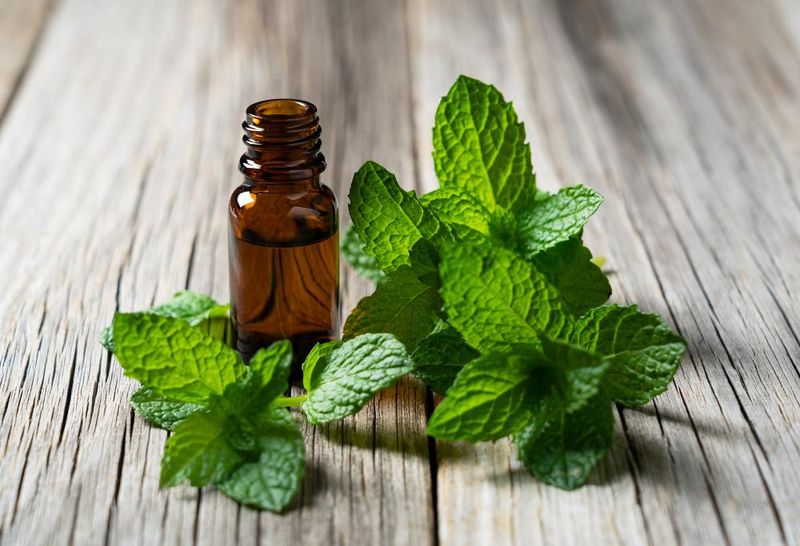 The strongest mint evidence comes from oil, not from a living plant