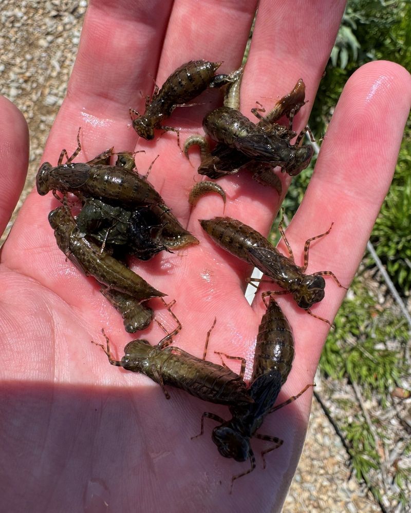The strongest mosquito evidence comes from dragonfly nymphs