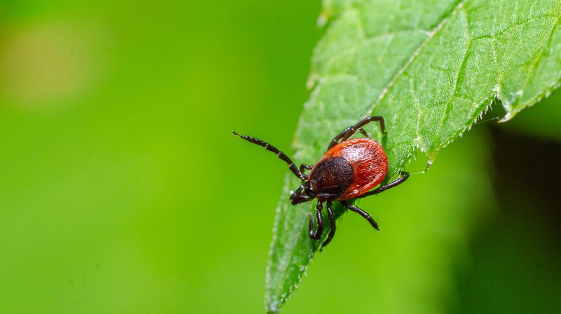 The tick evidence comes from a controlled laboratory assay
