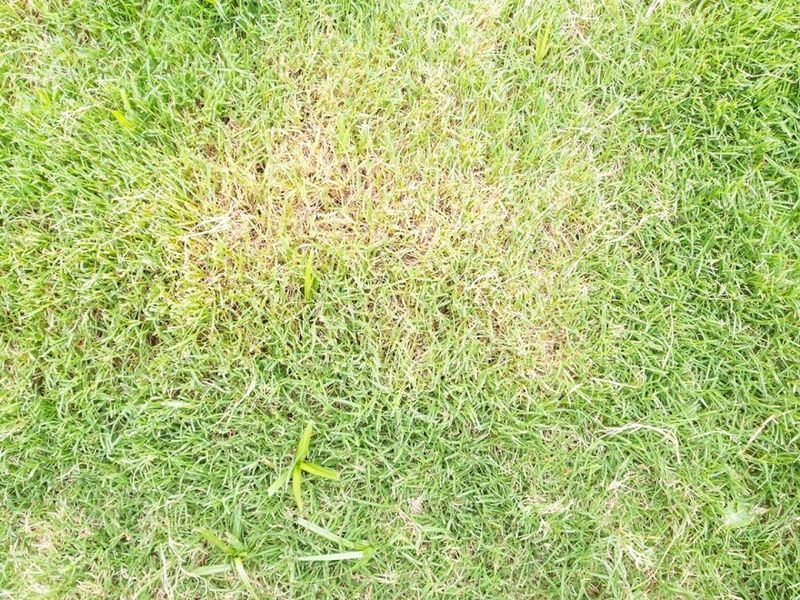 The timer can run normally while the lawn dries out