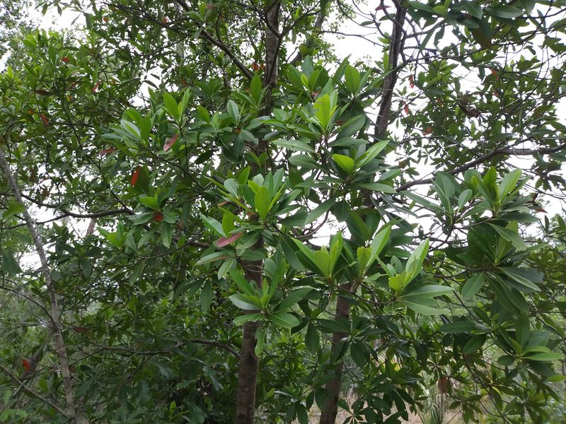The tree adds cover and seasonal structure beyond nectar